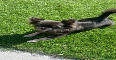 Chihuahua dogs - Advert 13