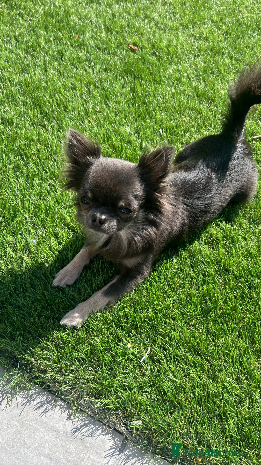 Chihuahua dogs for stud: 1.8kg TikTok star STUD DUTIES ⭐️ - Image 1