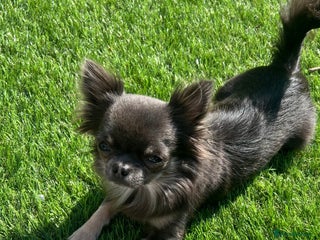 Chihuahua dogs for stud - Advert 1