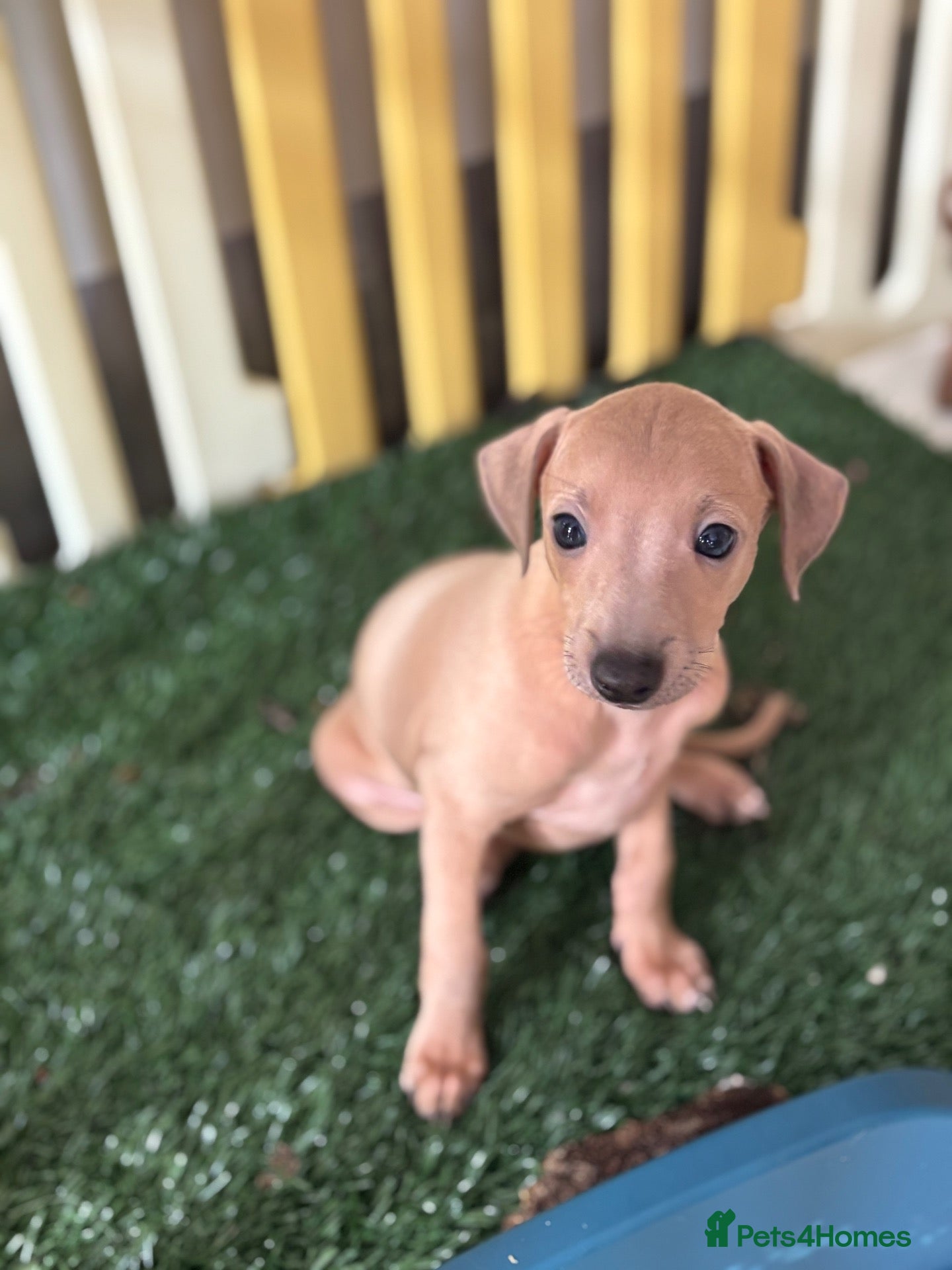 Italian Greyhound dogs Kc Italian fawn boys  - Advert 2