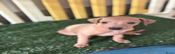 Italian Greyhound dogs for sale: Kc Italian fawn boys  - Advert 4