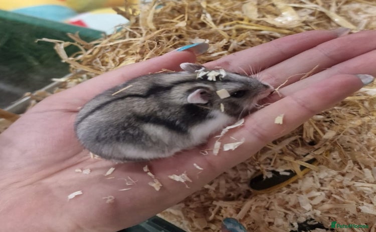 Hamster rodents - Advert 5