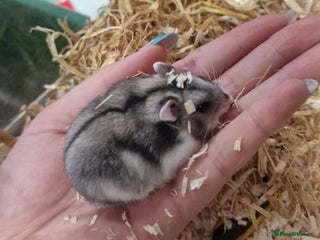 Hamster rodents - Advert 15
