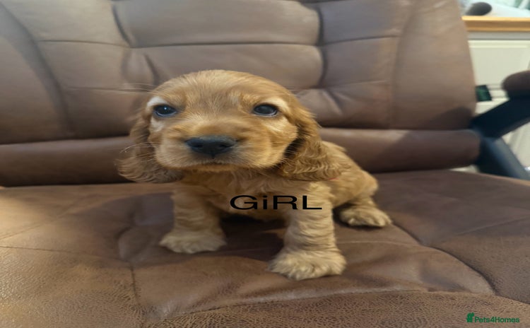 Cocker Spaniel dogs - Advert 3