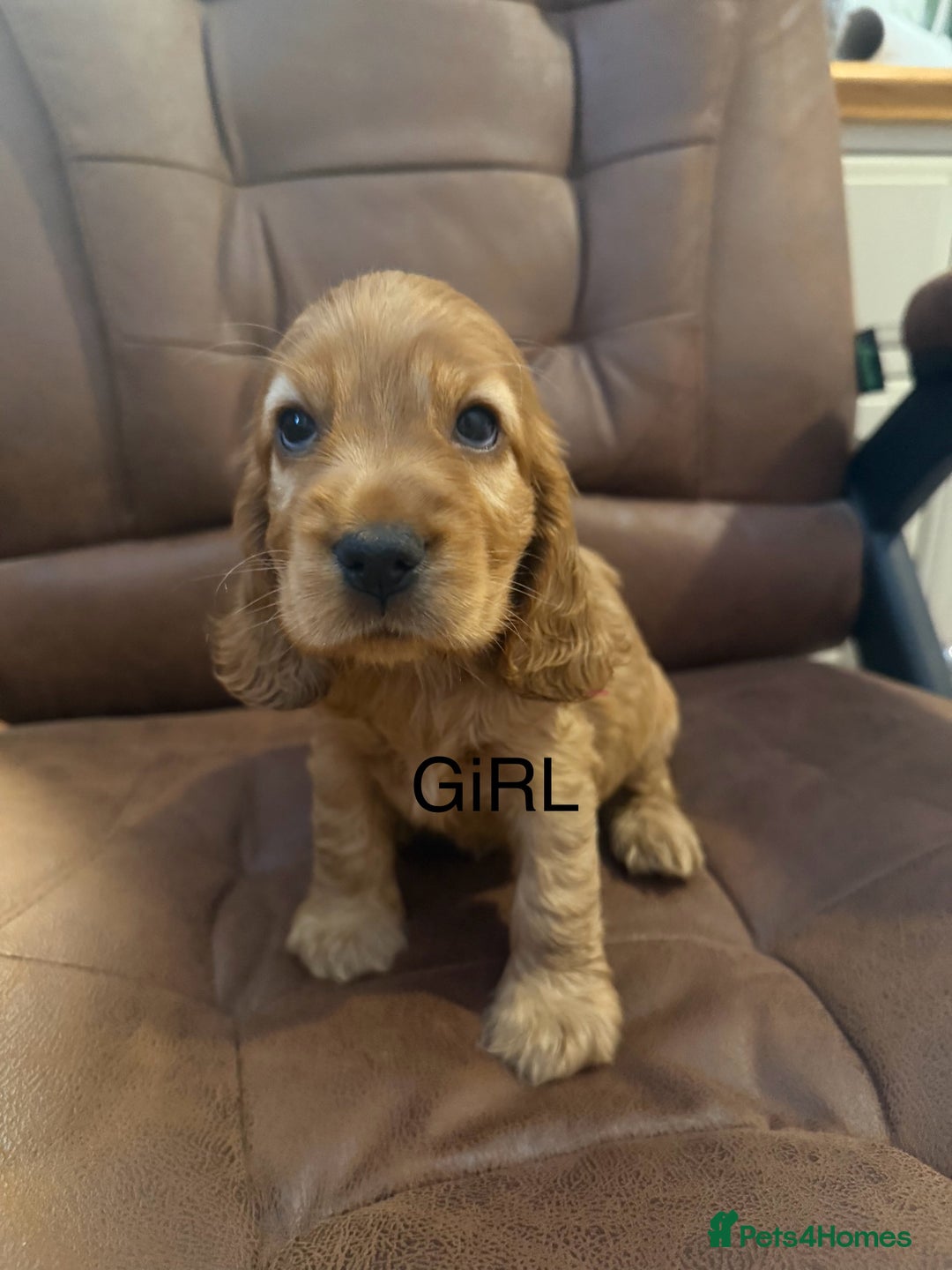 Cocker Spaniel dogs for sale: KC Registered Show Cocker Spaniel Puppies - Image 3
