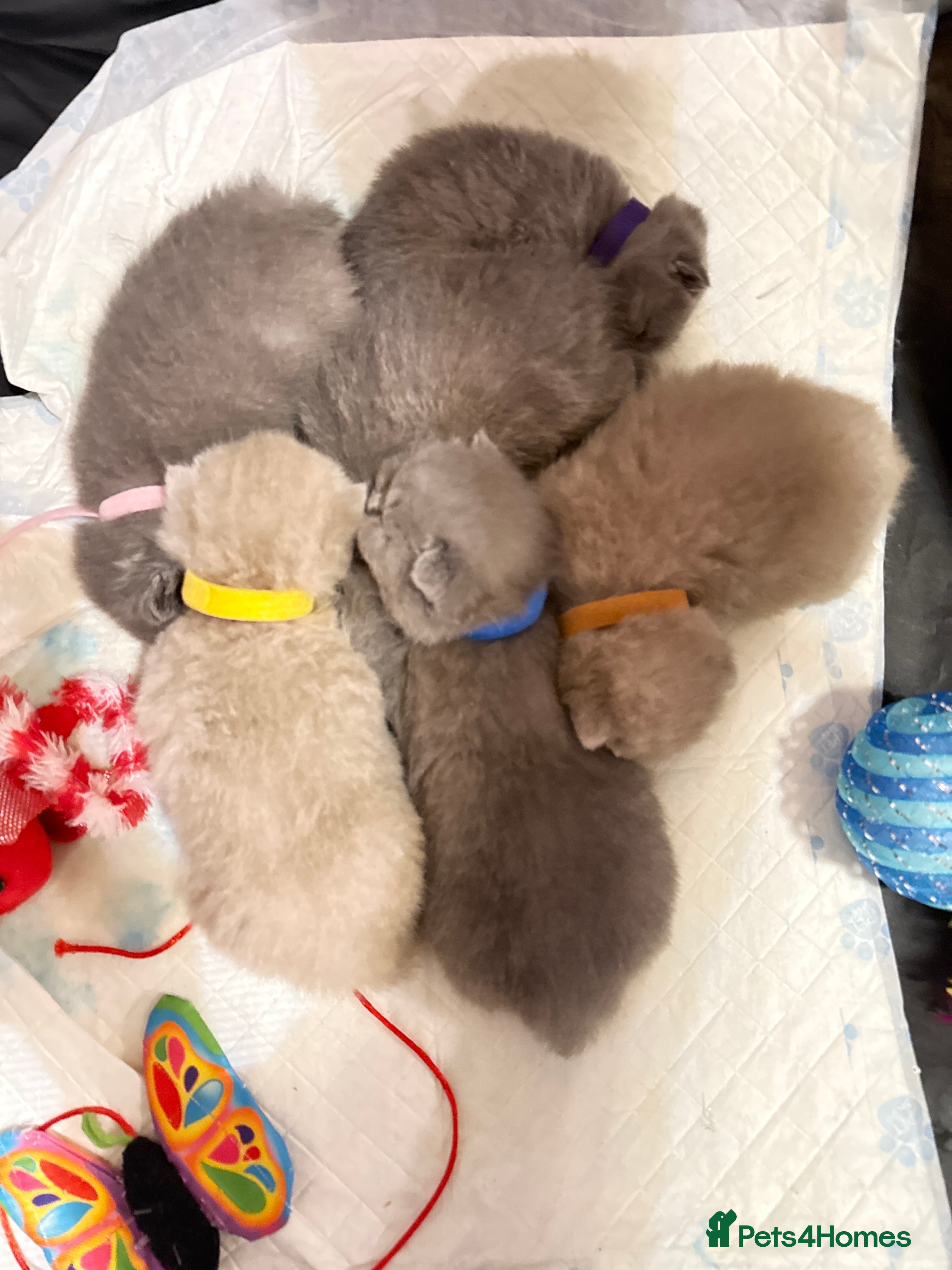 British Shorthair cats 100% Pure Pedigree Champion line Bsh Reg. Kitten - Advert 13