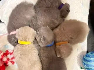 British Shorthair cats 100% Pure Pedigree Champion line Bsh Reg. Kitten - Advert 13