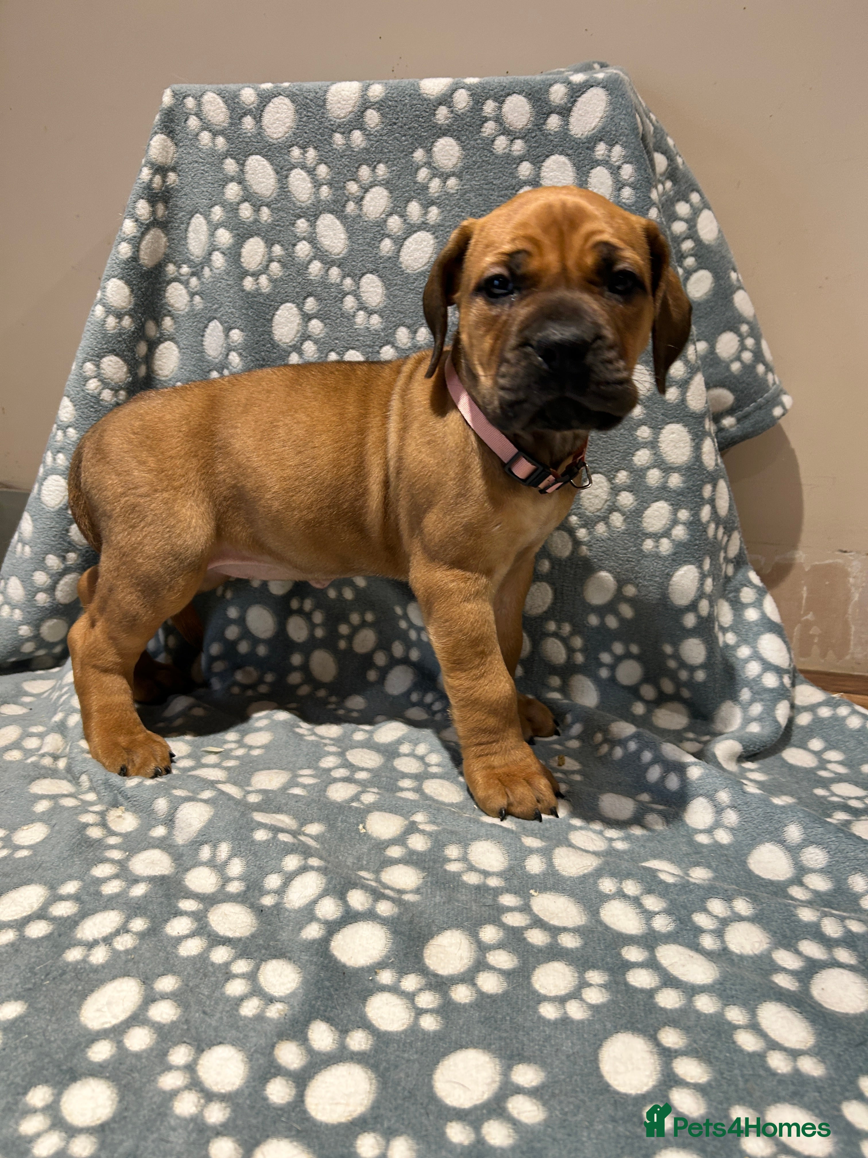 Boerboel dogs Boerboel puppies - Advert 8