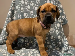 Boerboel dogs Boerboel puppies - Advert 8