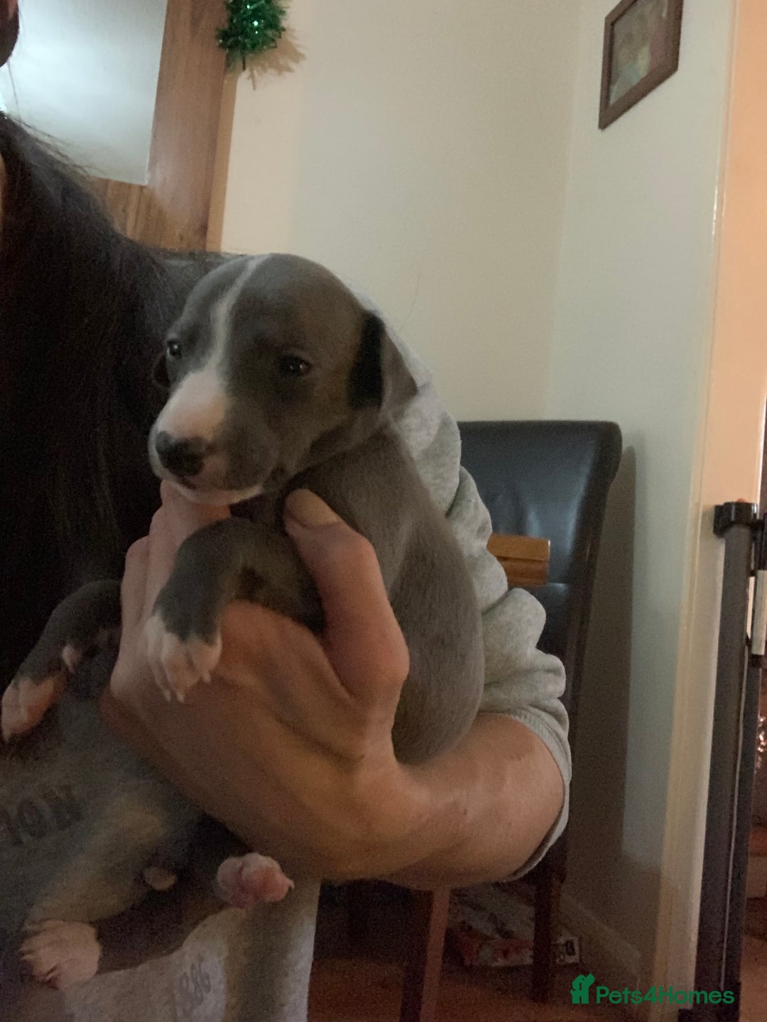 Whippet dogs for sale: Blue Kennel Club Registered Whippet puppies  - Advert 13