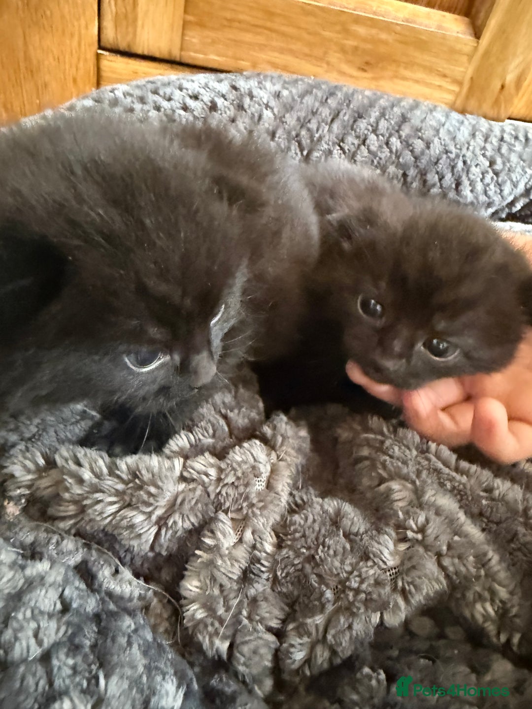 Mixed Breed cats for sale: 2 Beautiful Black Tabby Kittens - Image 6