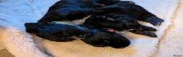 Cocker Spaniel dogs for sale: 🐾🐶Beautiful black show type cocker spaniels 🐾🐶 in Alton - Advert 7