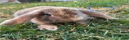 Mini Lop rabbits for sale: Mini Lop Rabbits For Sale  - Advert 9