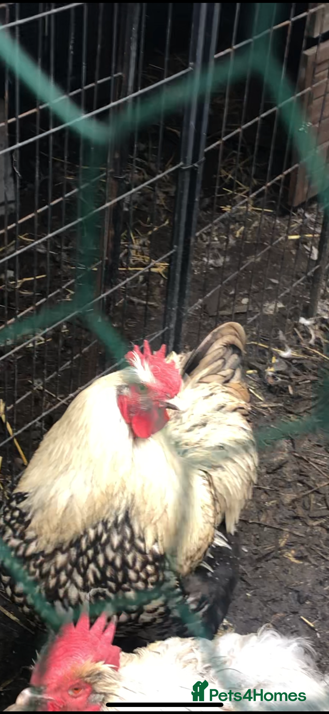 Chickens poultry for sale: Orpington  - Advert 3