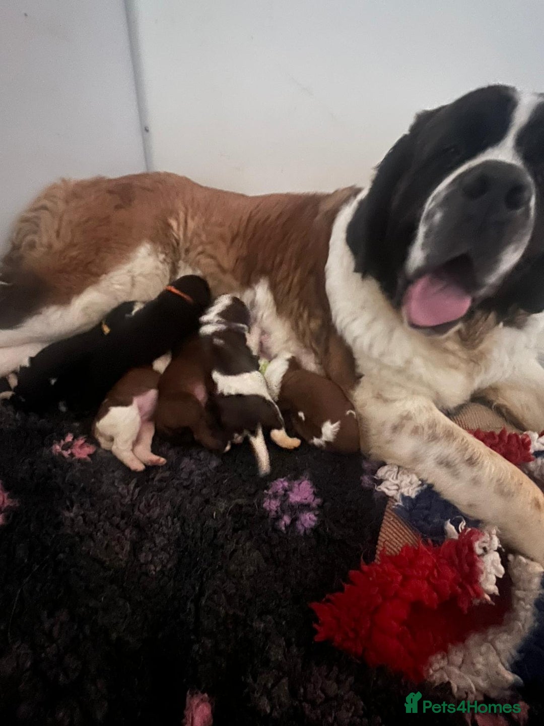Saint Bernard dogs for sale: F1 st doodles puppies for sale - Image 8