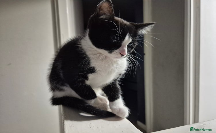 Mixed Breed cats - Advert 1