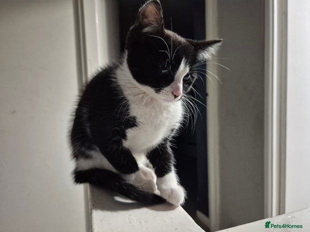 Mixed Breed cats - Advert 1