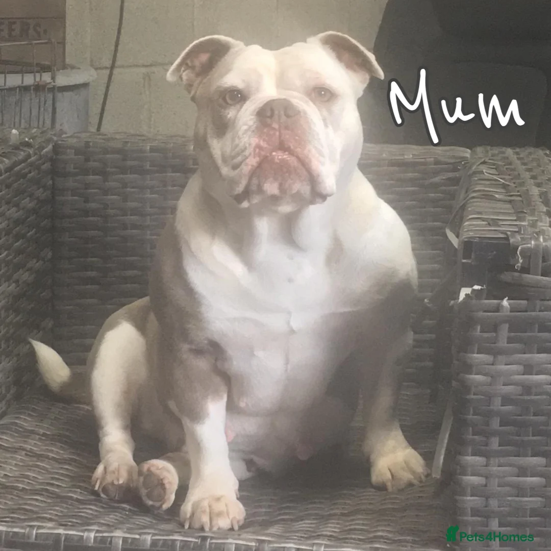 Olde English Bulldogge dogs for stud: PROVEN STUD - Floyd, Olde English Bulldogge in Nottingham - Advert 6