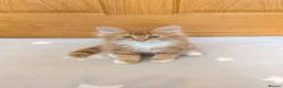 Mixed Breed cats for sale: Beautiful mixed breed kittens  in Cleator Moor - Advert 10