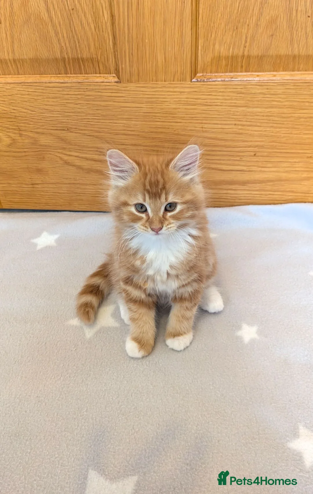 Mixed Breed cats for sale: Beautiful mixed breed kittens  in Cleator Moor - Advert 10