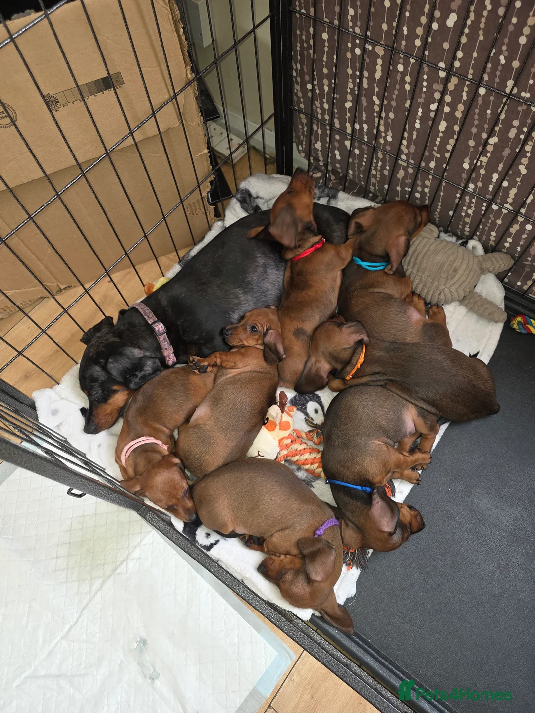 Miniature Dachshund dogs for sale: Ready now 4 beautiful KC registered girls  - Advert 6