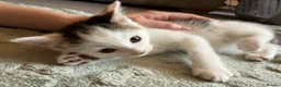 Mixed Breed cats for sale: Kitten - Advert 4