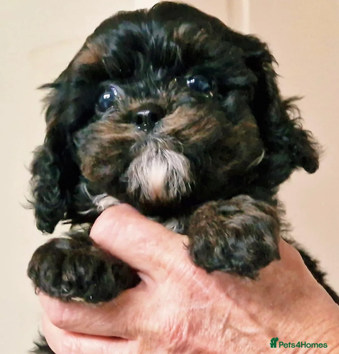 Cavapoo dogs for sale: F1 Cavapoo puppies. - Advert 1