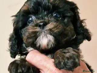 Cavapoo dogs F1 Cavapoo puppies. - Advert 5