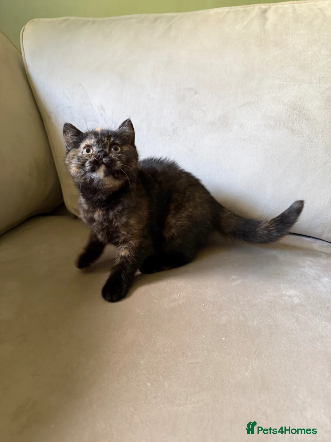British Shorthair cats for sale: Black tortie Tica Reg British shorthair  - Advert 10