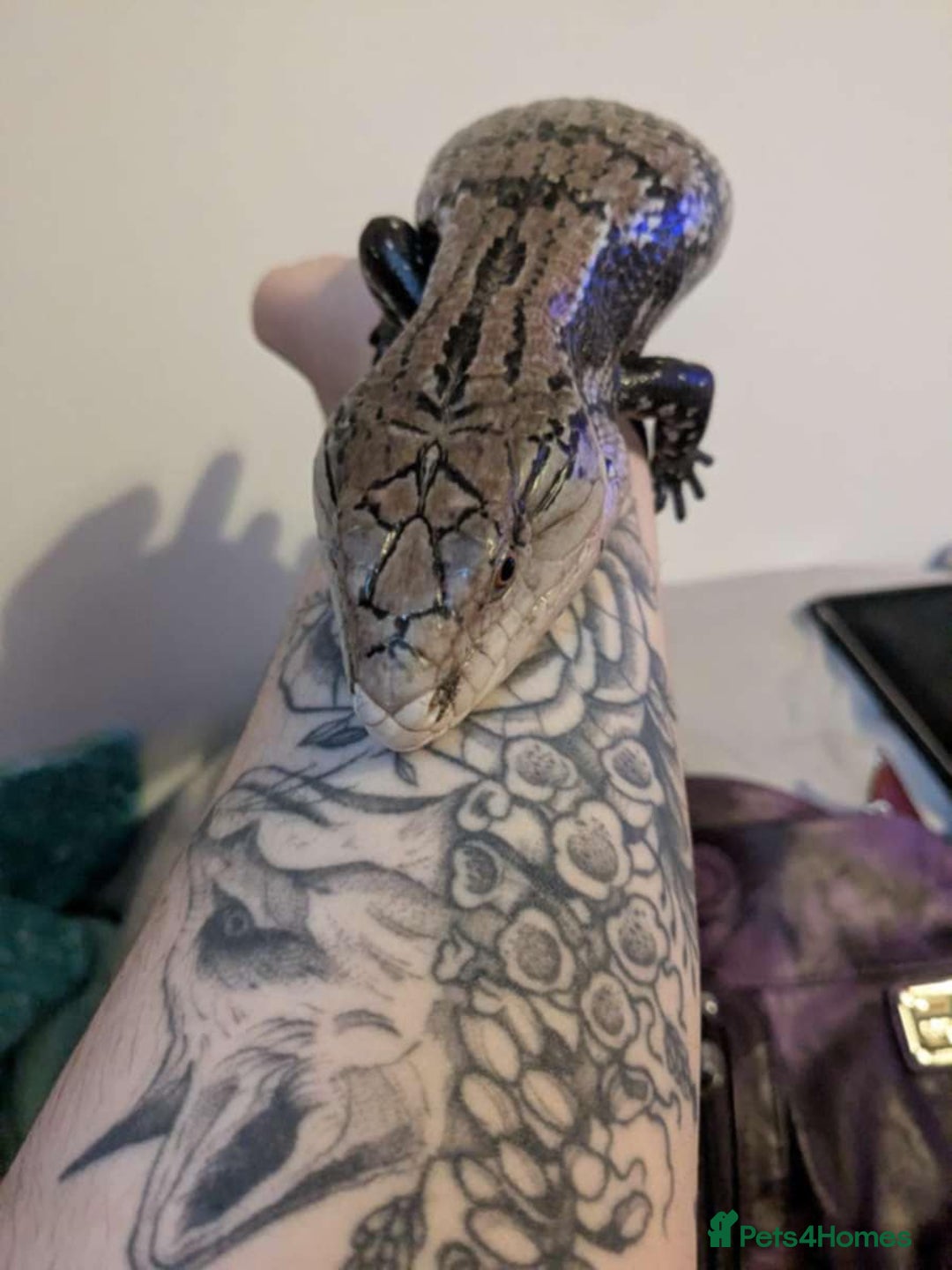 Skink reptiles for sale: Blue tongue skink  - Image 4