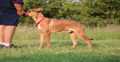 Mixed Breed dogs - Advert 8