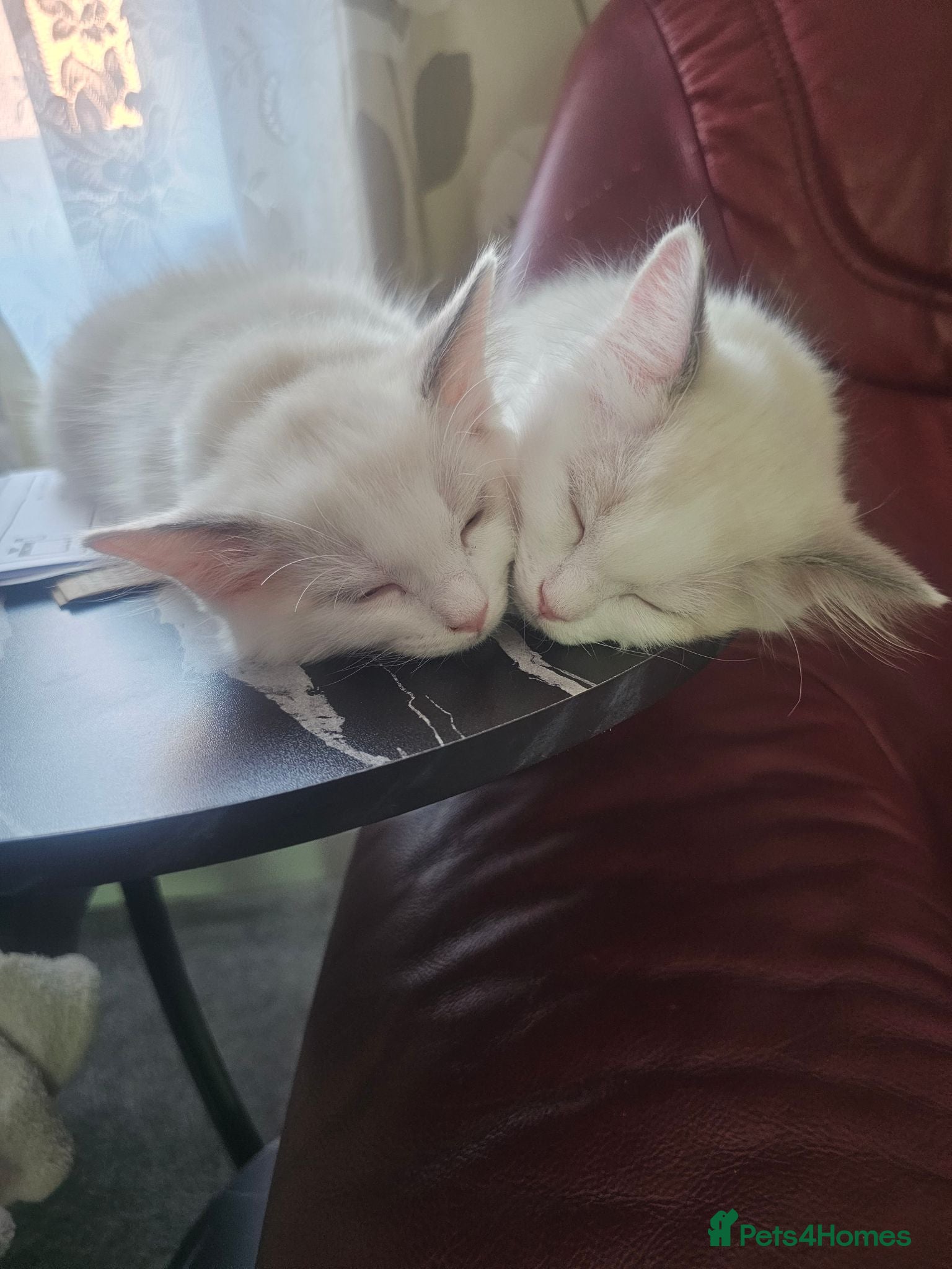 Ragdoll cats Ragdoll Bicolor- 2 playful girls. - Advert 1