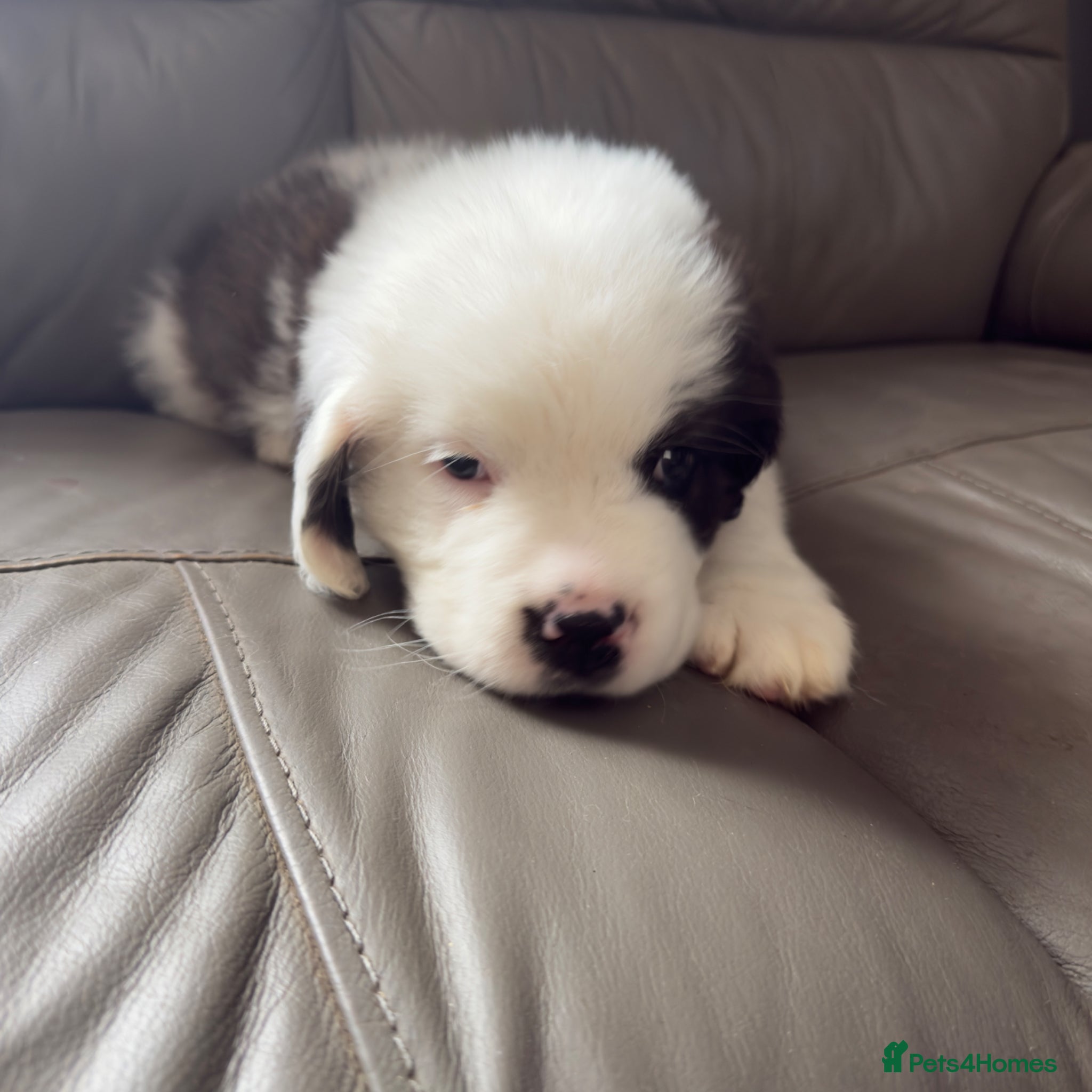 Saint Bernard dogs for sale: Last male Saint Bernard puppy Ready to Leave  - Advert 7