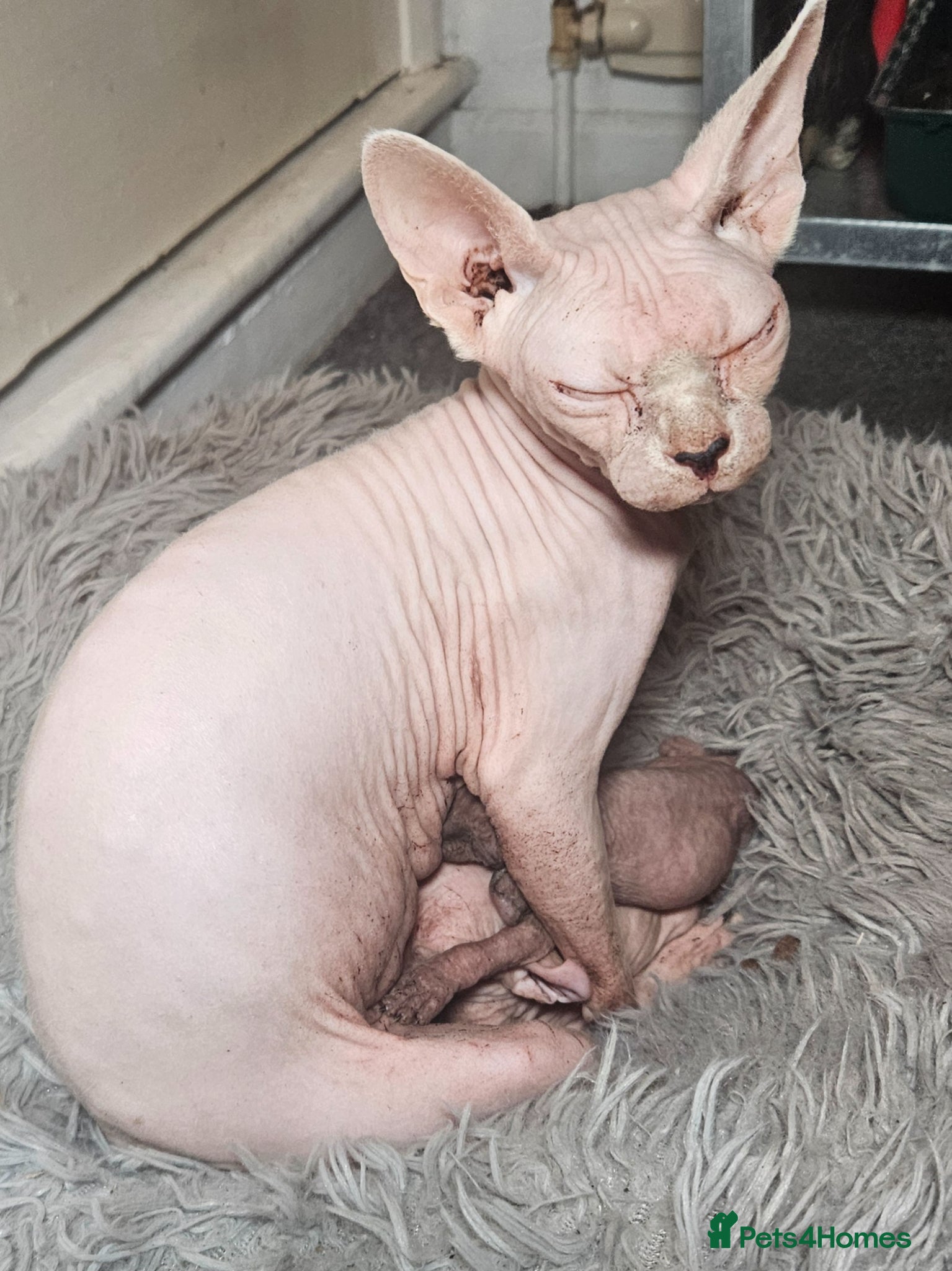 Sphynx cats Purebred Elf Kittens for Loving Homes TICA - Advert 2