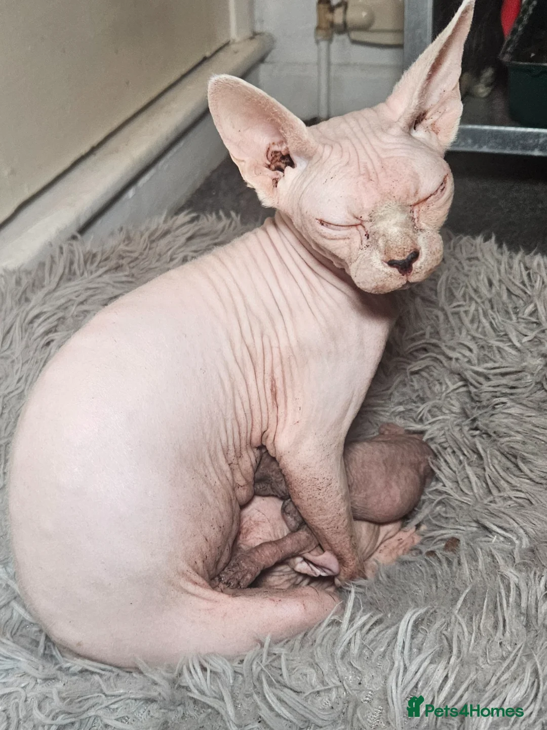 Sphynx cats for sale: Purebred Elf Kittens for Loving Homes TICA - Advert 2