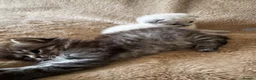 Scottish Fold cats for sale: ✨Adorable Scottish Fold Kittens 🐾 - Advert 2