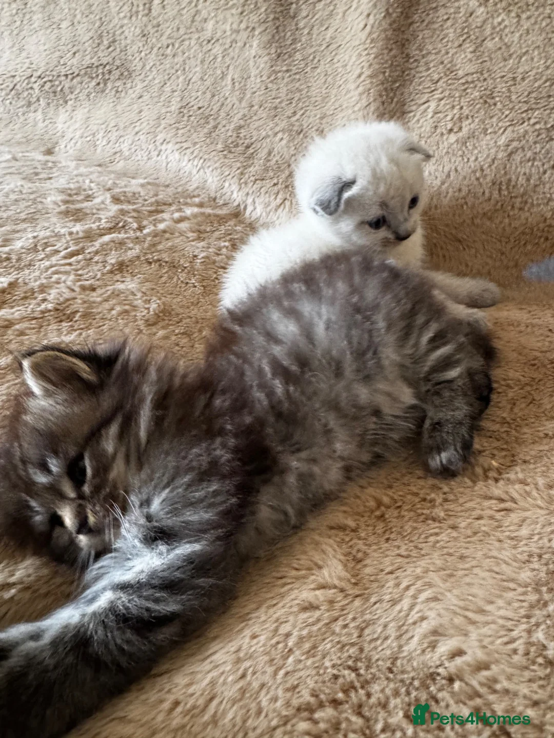 Scottish Fold cats for sale: ✨Adorable Scottish Fold Kittens 🐾 - Advert 2