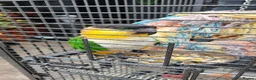 Parrots birds for sale: Caique in Middlesbrough - Advert 1