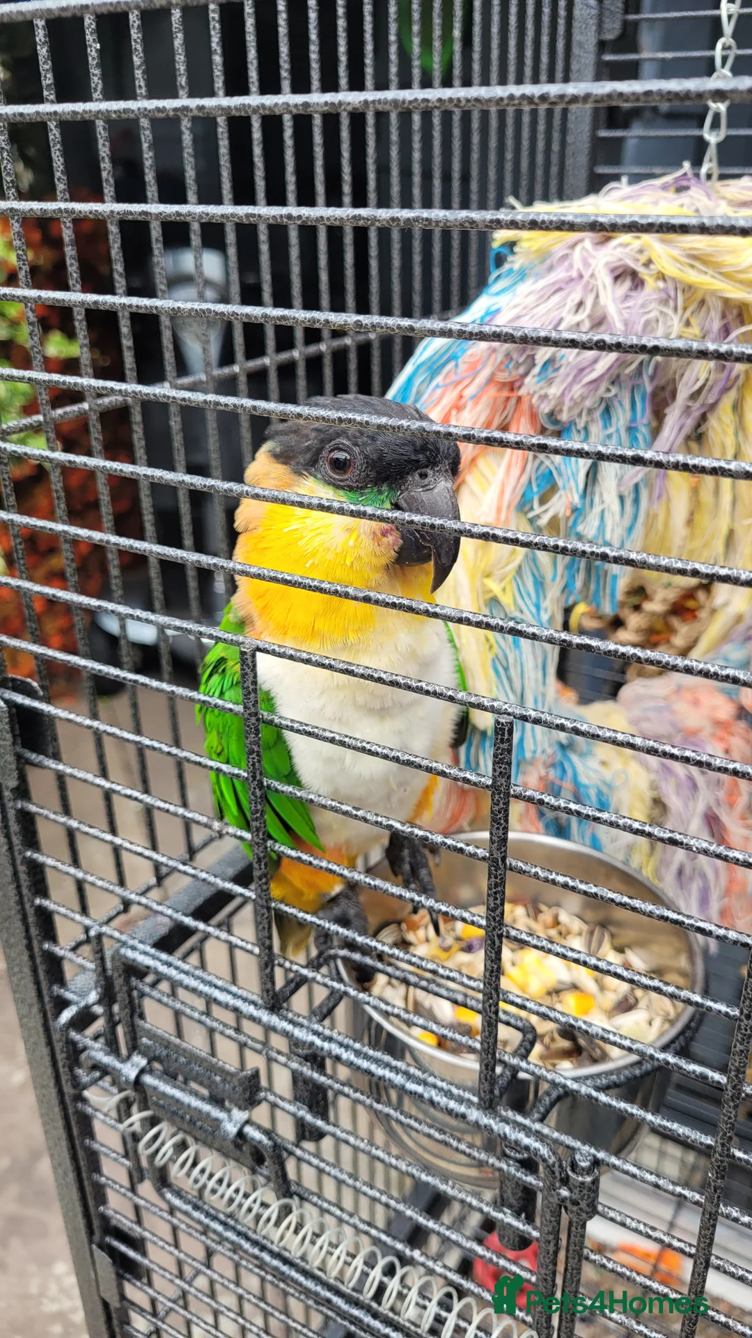 Parrots birds for sale: Caique in Middlesbrough - Advert 1