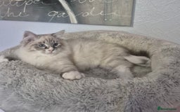 Siberian cats for sale: Pedigree boy  available  - Image 6