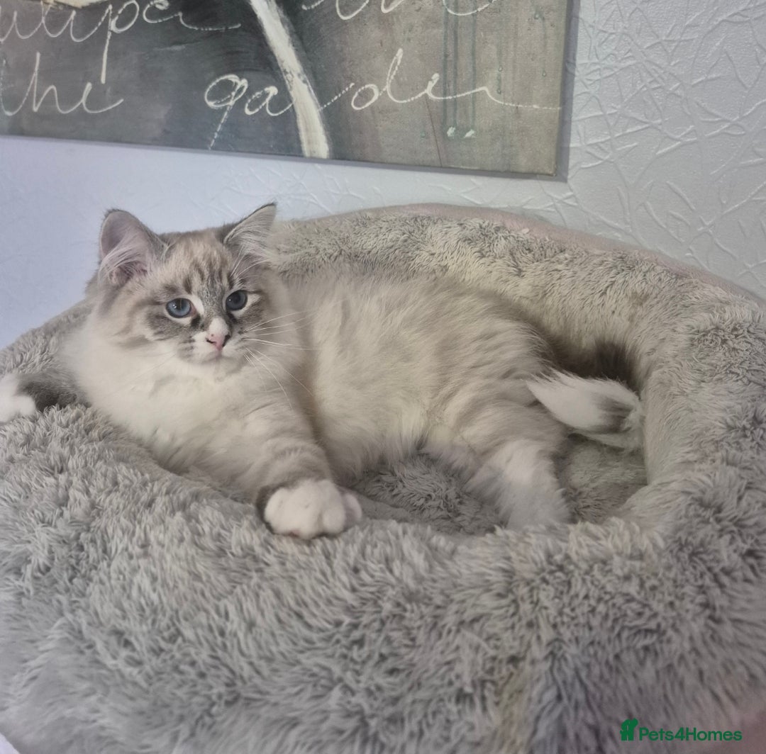 Siberian cats for sale: Pedigree boy  available  - Image 6