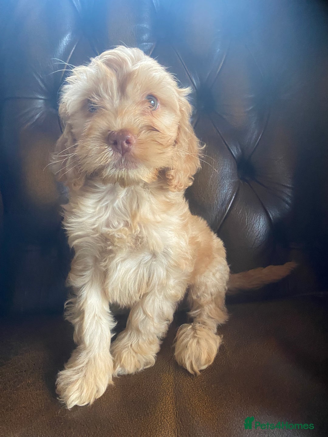Cockapoo dogs for sale: Cockapoos  - Image 2