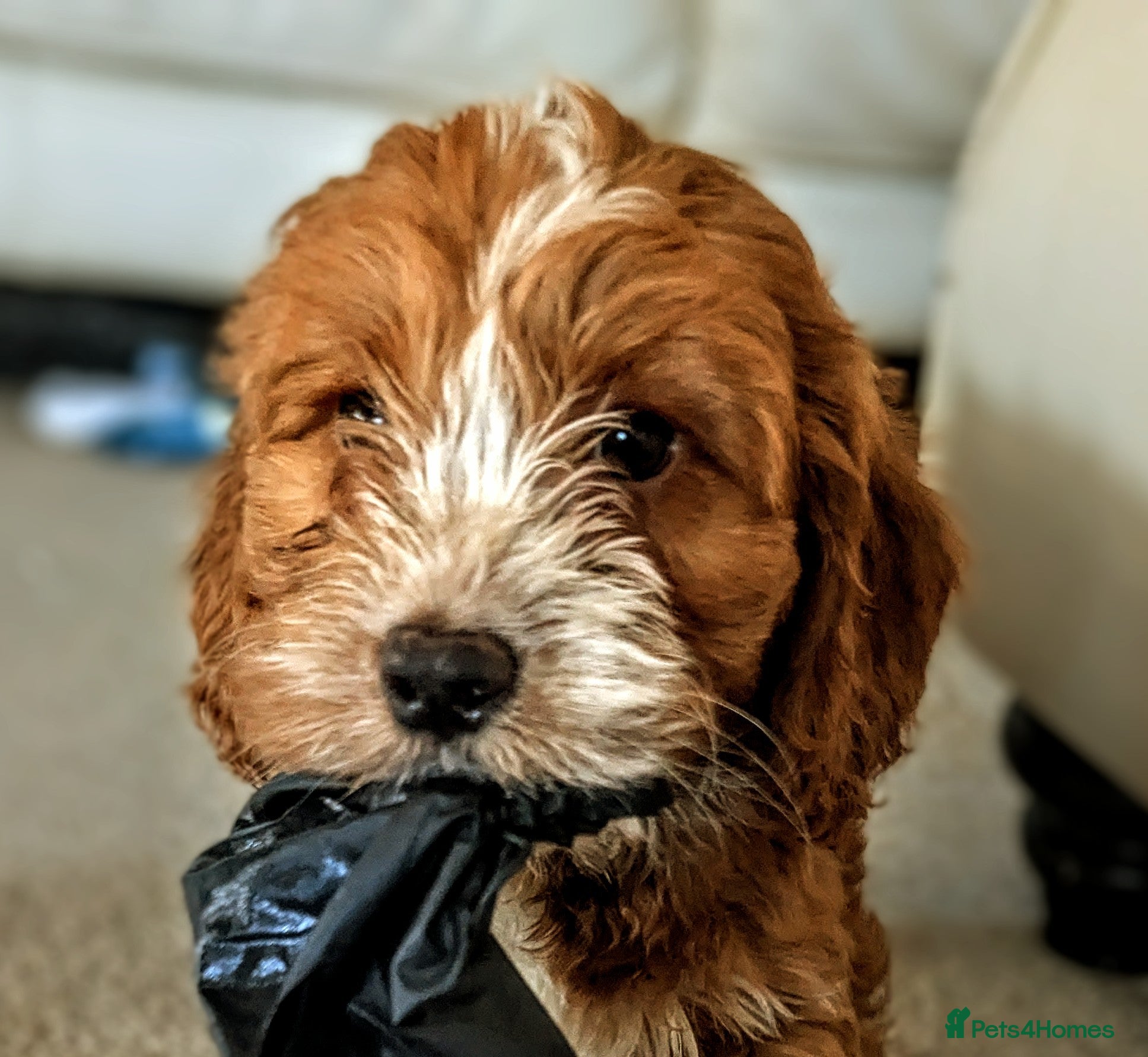 Cockapoo dogs Ready to go Heath tested F1 toy cockapoo girls - Advert 9