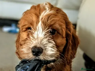 Cockapoo dogs Ready to go Heath tested F1 toy cockapoo girls - Advert 10