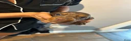 Dachshund dogs for sale: Stunning dachshund puppies ready to go soon - Advert 10
