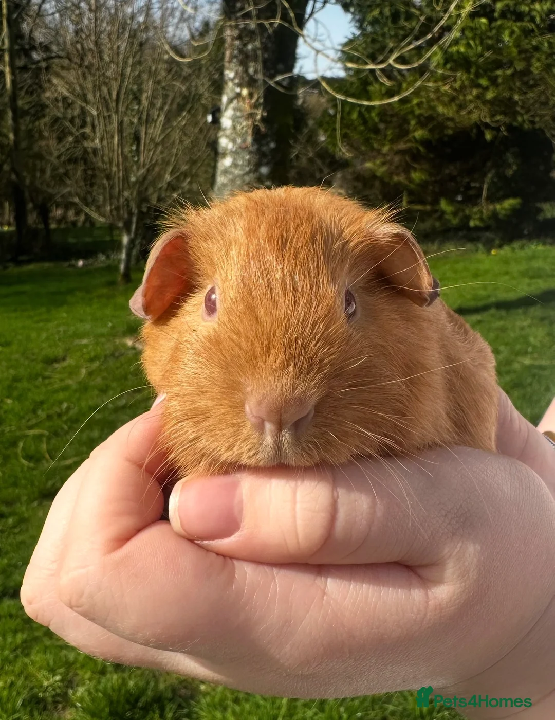 Guinea Pig rodents for sale: Bonded Pair of Baby Boars - Advert 2