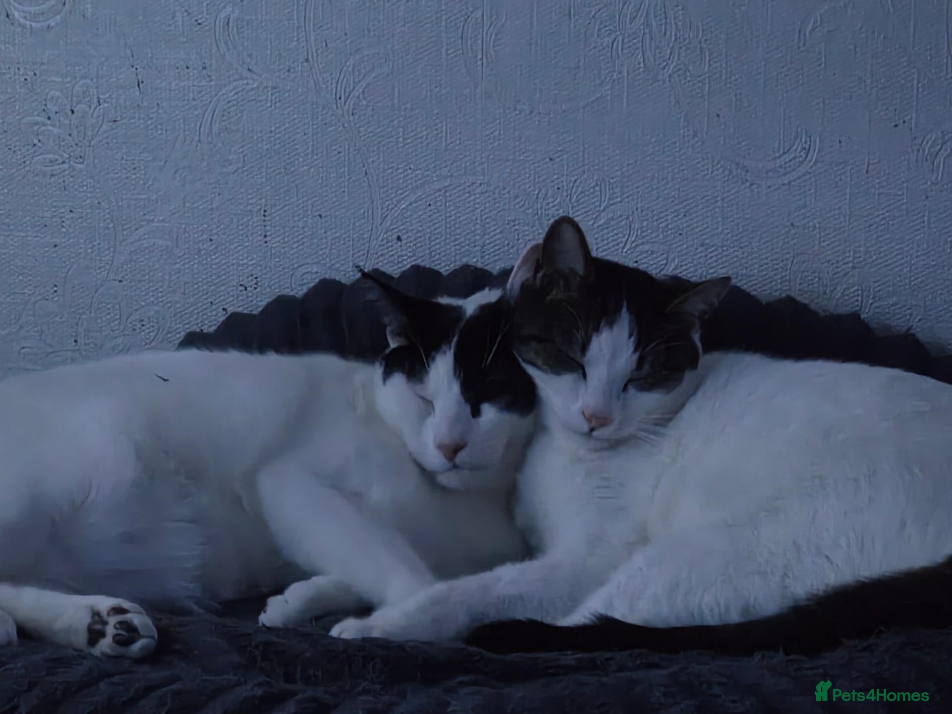 Mixed Breed cats for sale: Two brothers  - Advert 4