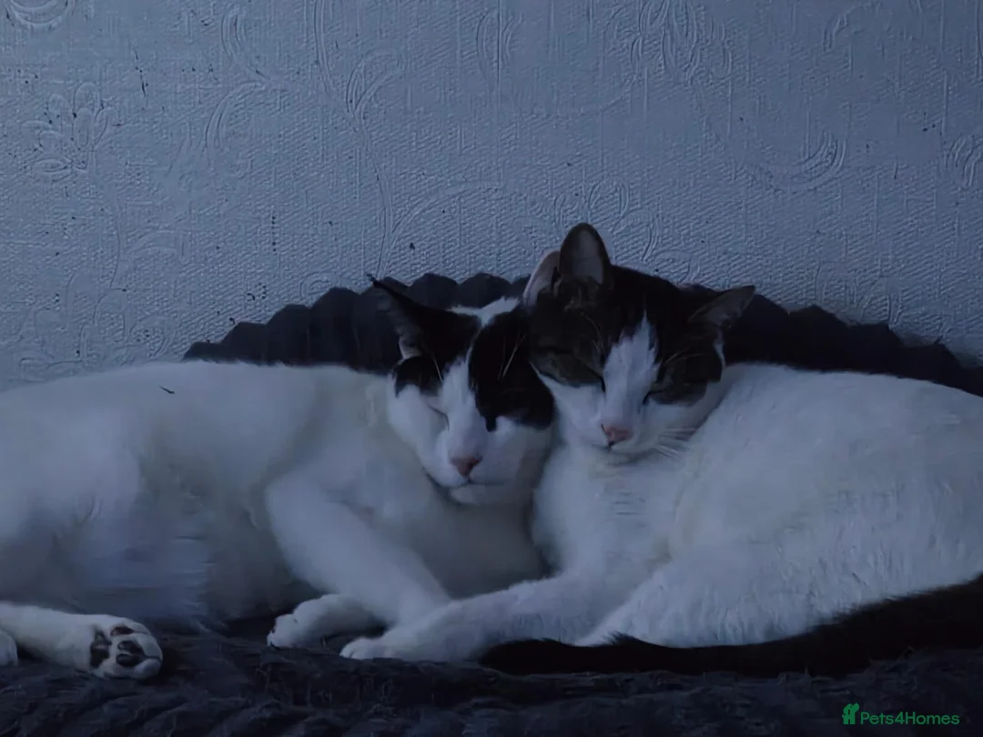Mixed Breed cats for sale: Two brothers  in Kendal - Advert 1