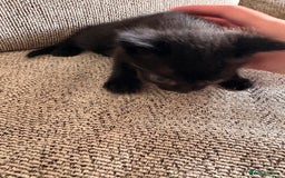 Domestic Shorthair cats for sale: Beautiful female black kittens - Image 5