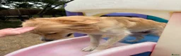 Mixed Breed dogs for sale: Magnificent blonde wolf dog puppies golden sarloos - Advert 19